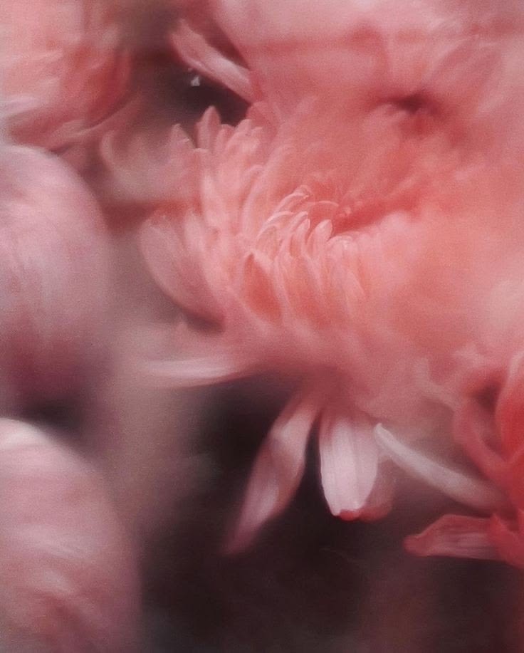 Pétalos rosados suaves y textura de película